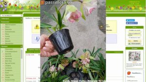 cymbidium green valley emerald 'tri-lips'