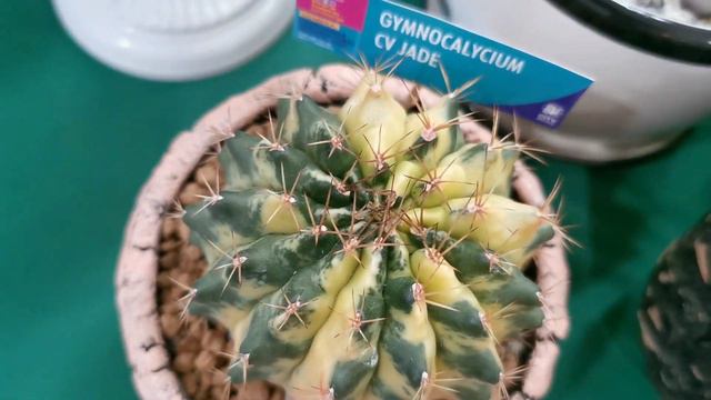 Rare and Expensive succulents and cactus in Zamboanga смотреть онлайн