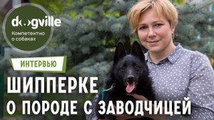 О породе Шипперке - Интервью с заводчицей