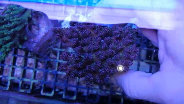 Acropora hyacinthus Australia-M Coral gandalf смотреть онлайн