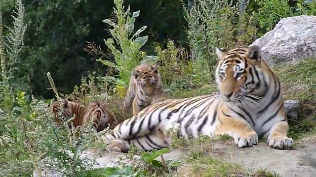 Тигрица Амурская с двумя тигрятами смотреть онлайн