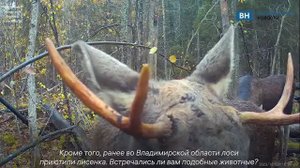 В лесах Владимирской области обнаружили нескольких лосей