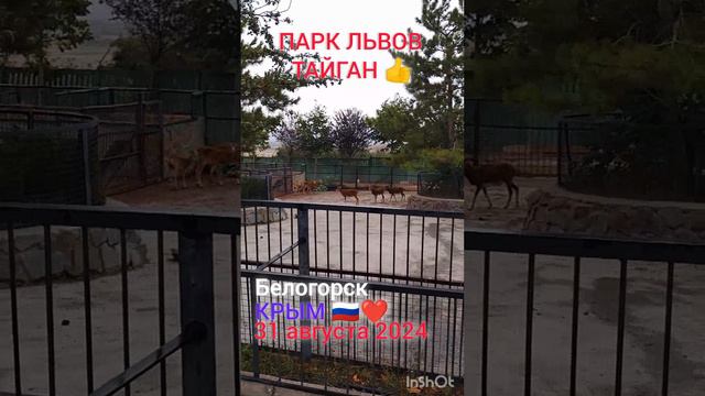 Парк львов ТАЙГАН, БЕЛОГОРСК, КРЫМ 🇷🇺