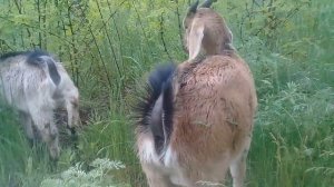 Козы или корова?мы выбрали КОЗЫ.