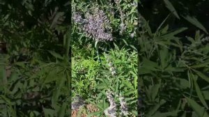 Дерево перец горошек