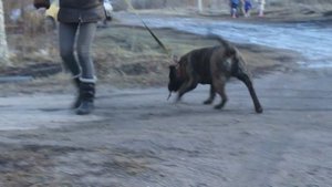 канарский дог Саванна