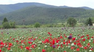 Цветущие голубые маки