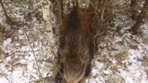 Охота на зайца. Охота на кабана. Пермский край. Все получилось лучше чем ожидал.