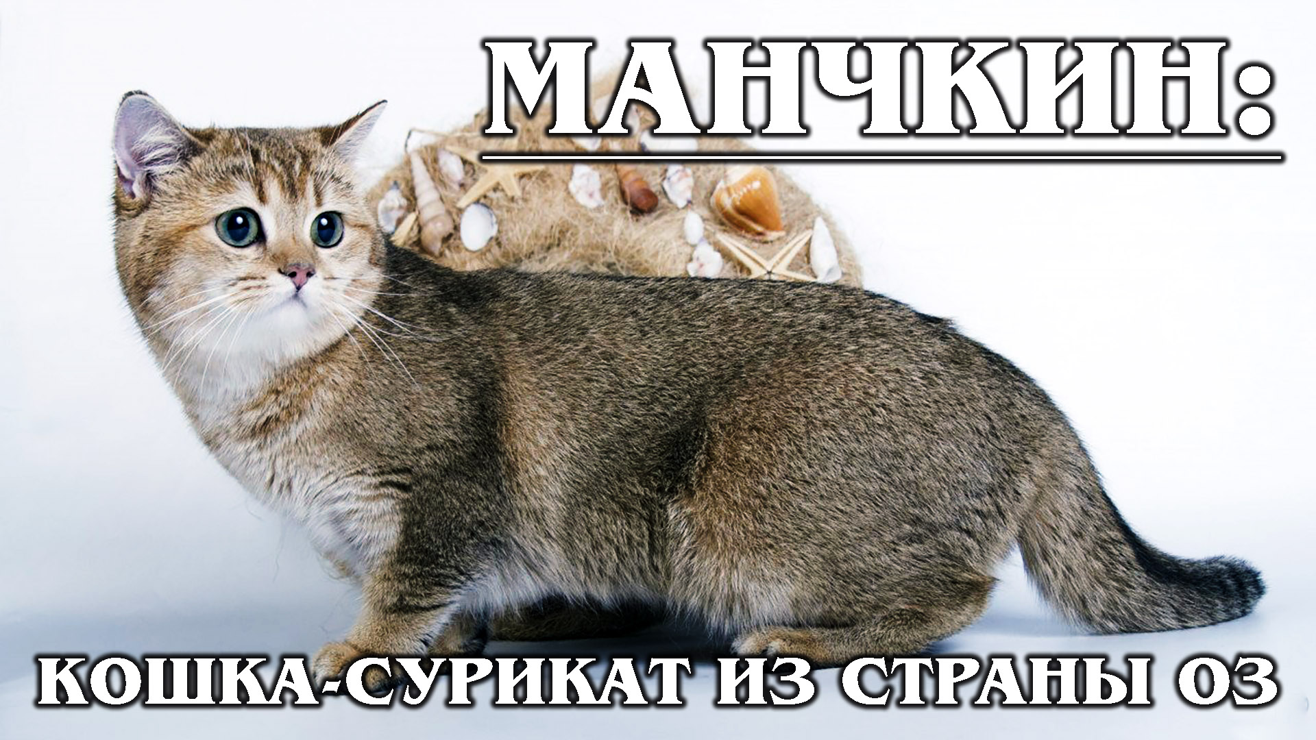 МАНЧКИН: Кошка с короткими лапами родом из страны Оз | Интересные факты про кошек | Породы кошек