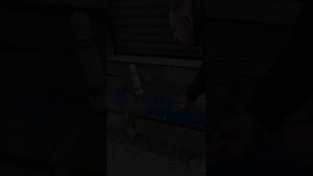 Сытые котики