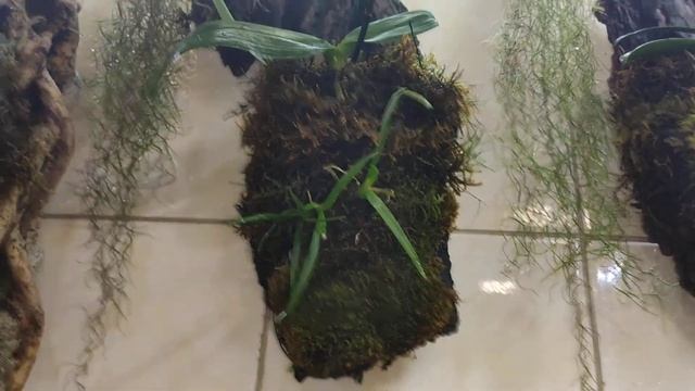 Уход за фаленопсисами,толумниями и тилландсиями на блоках смотреть онлайн