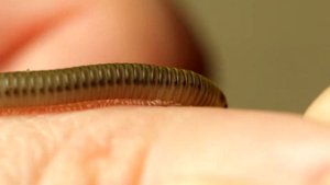 Как определить пол у кивсяков Anadenobolus monilicornis