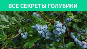 ГОЛУБИКА В САДУ - ЭТО МОДНО, СТИЛЬНО, НО ГЛАВНОЕ - ВКУСНО! Все секреты выращивания голубики