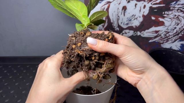 Быстрая пересадка фикуса Лирата  Возвращаю корни туда где они должны быть