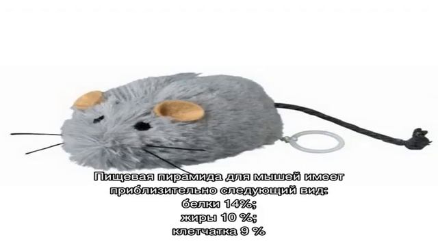 Питание домашних мышей