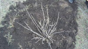 ХОЧЕШЬ БЫТЬ СО СМОРОДИНОЙ ДЕЛАЙ ТАК! / Высаживаем чёрную,красную смородину, крыжовник ранней весной