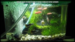 Озонирование аквариума. Есть жертвы