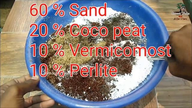 Best indoor plant for air purification | Amazing ways to grow money plants смотреть онлайн