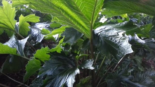 Acanthus mollis - Bear's breeches - bearsfoot - oyster plant HD 02 смотреть онлайн