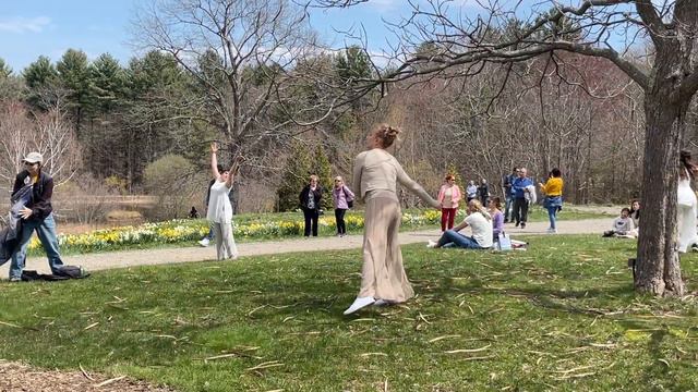 Нарциссы, танец - Daffodil Field & Dance - Tower Hill - Ботанич. сад Новой Англии - 23 апреля 2022 смотреть онлайн