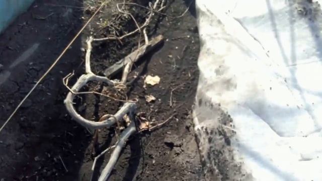 виноград, укрытие и снятие укрытия