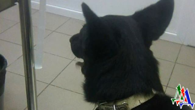 - Да что СЛУЧИТСЯ с вашей СОБАКОЙ от пяти сосисок? -  удивился врач, но потащили нас на рентген смотреть онлайн