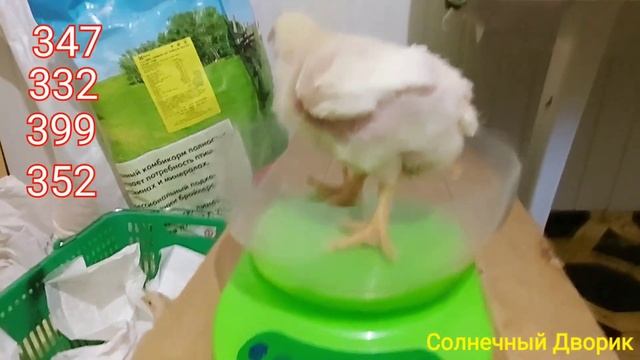 От А до Я первые дни жизни бройлеров - самые важные. Вид, вес бройлеров в 10 дней. Арбор Айкрес.