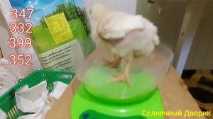 От А до Я первые дни жизни бройлеров - самые важные. Вид, вес бройлеров в 10 дней. Арбор Айкрес.