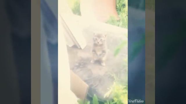 У котёнка проблемы с лапками и он часто сидит :) смотреть онлайн