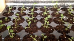 Анютины глазки (Виола ). Посев и пикировка.