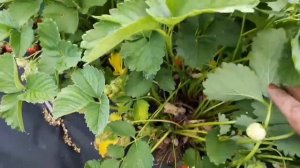 Сорт клубники Сенсация начинаем сбор 3 июня.