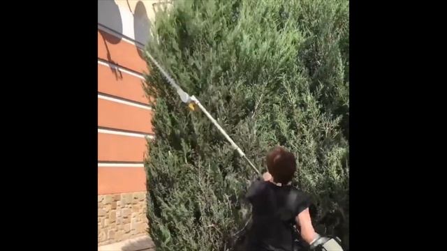 Когда стричь ХВОЙНЫЕ? Обрезка ТУИ. Стрижка можжевельника. УХОД весной.