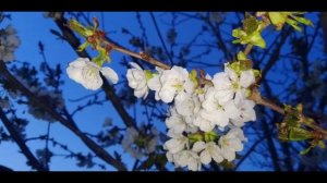 РУ́ЗА ТУТИШДАН ОЛДИН ЭШИТИБ ОЛИНГ ШАЙХ МУХАММАД СОДИК МУХАММАД ЮСУФ МАРУЗАЛАР СУННАТИЛЛО ХОШИМОВ