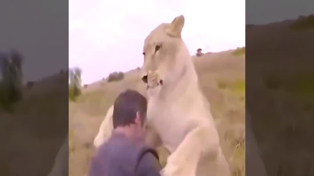 Царь зверей смотреть онлайн