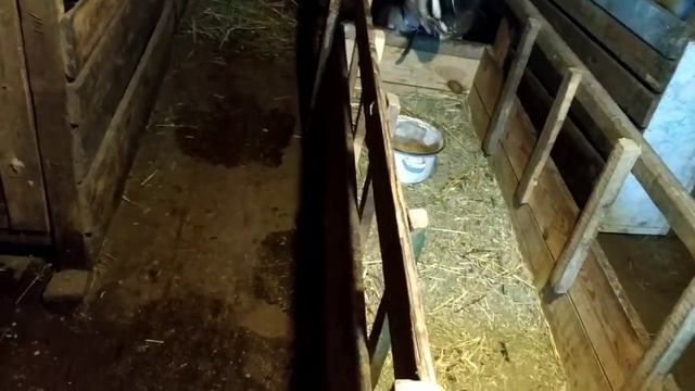 Глубокая подстилка и кормушки для коз .новый петух.. смотреть онлайн