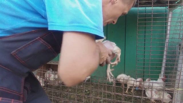 БРОЙЛЕР КИРОВ КОББ-500 ВЕС 37 И 45 ДНЕЙ смотреть онлайн