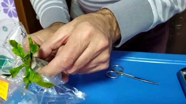 Распаковка посылки с сайта Dionаeas. com. Венерина Мухоловка, Жирянка, Саррацения. смотреть онлайн