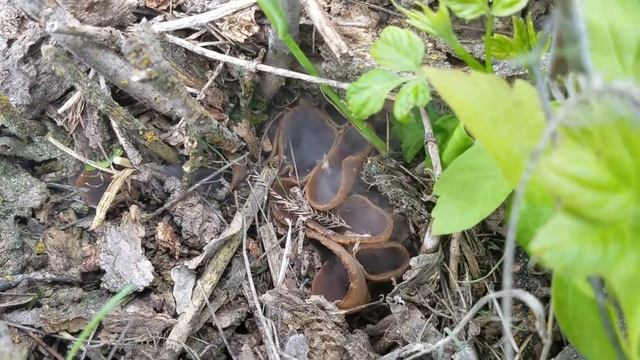 Spore Release from just lightly blowing on this wild mushroom смотреть онлайн