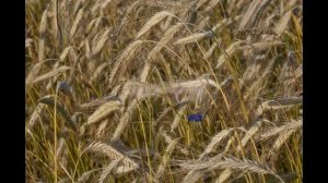 посев семян горчицы