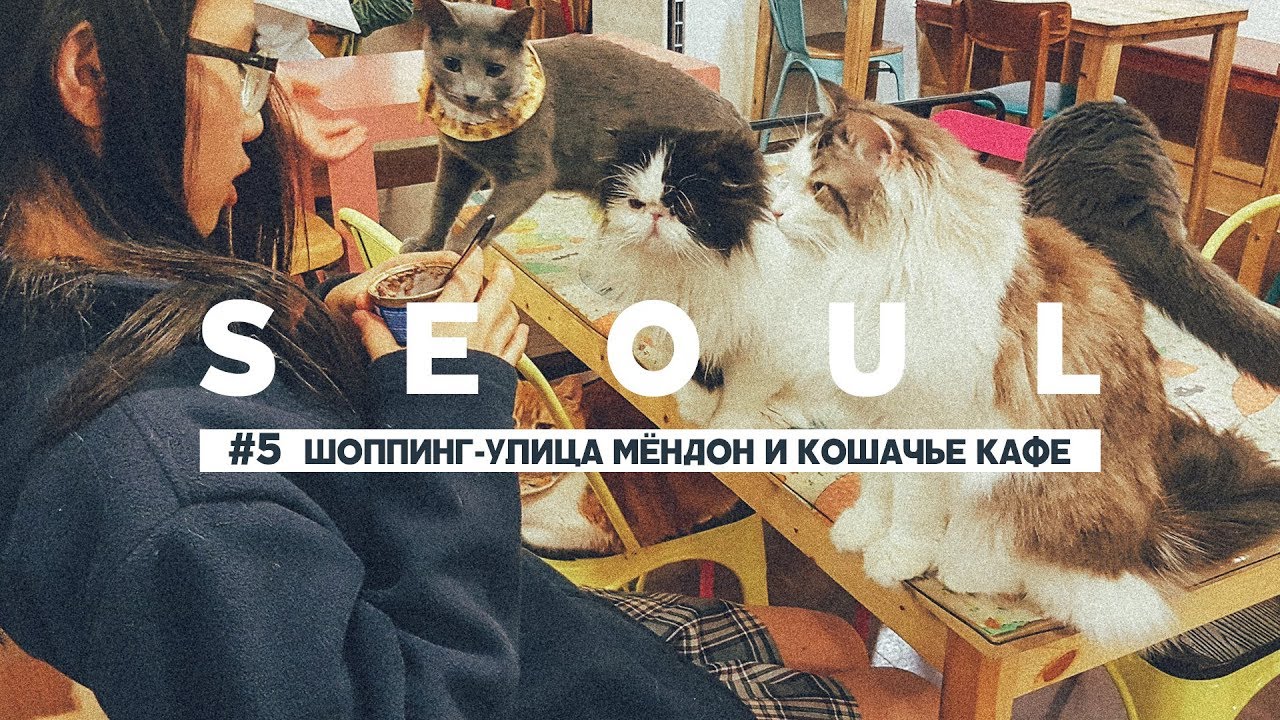 #5 СЕУЛ: РАЙ ДЛЯ ШОППИНГА В СЕУЛЕ УЛИЦА МЁНДОН и КАФЕ С КОШКАМИ CATS CAFE SEOUL