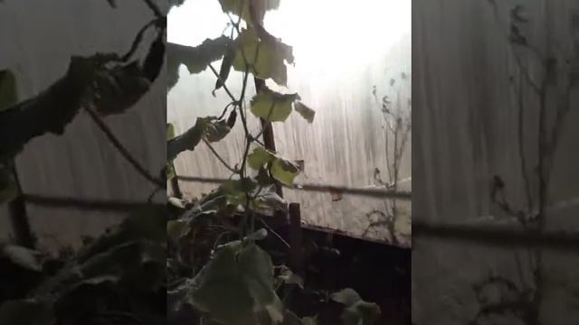 #Дача #Бытьвтеме #Кабачки
Весёлый дачники??? смотреть онлайн