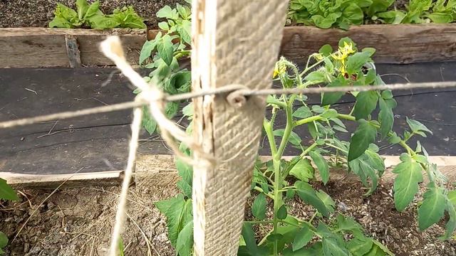 Как подвязывать томаты - несколько способов. смотреть онлайн