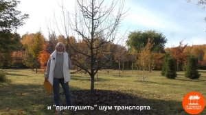 Груша уссурийская в "Питомнике Савватеевых"