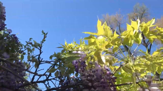 Beautiful Wisteria смотреть онлайн