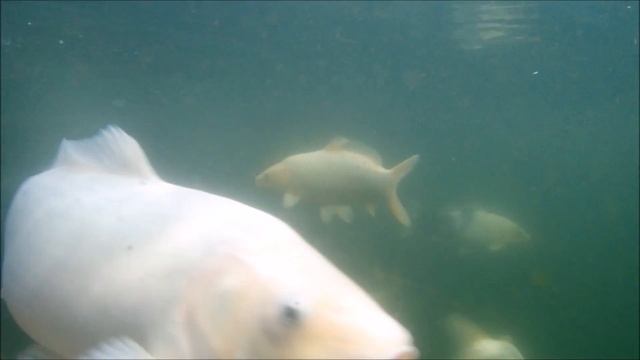 olympus TG-5 feeding the fish in carp pond смотреть онлайн