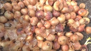 КАК ПОДГОТОВИТЬ ЛУК К ПОСАДКЕ. САМЫЙ УДАЧНЫЙ СОРТ