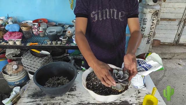 Echeveria Perle Von Nurnberg cambio de sustrato 😉 смотреть онлайн