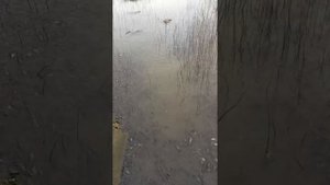 Облов рыбы . Перевозка живой рыбы. Малёк карпа.