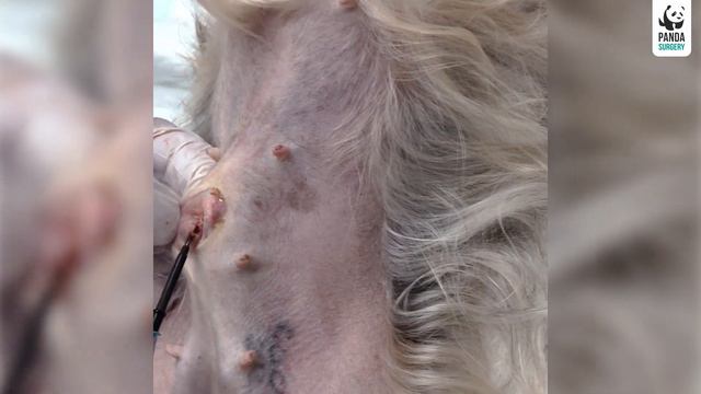 Устранение мастопатии молочных желёз у йоркширского терьера