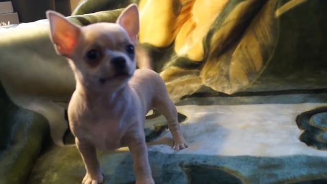 Жемчужина Ниваны Валери 8 недель смотреть онлайн